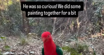 A red parrot amidst forest trees. Words on the image read, "He was so curious! We did some painting together for a bit."