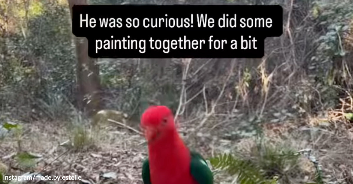 Whereas She Paints, Wild Australian King Parrots Sit Close by And Watch Whereas She Paints, Wild Australian King Parrots Sit Close by And Watch