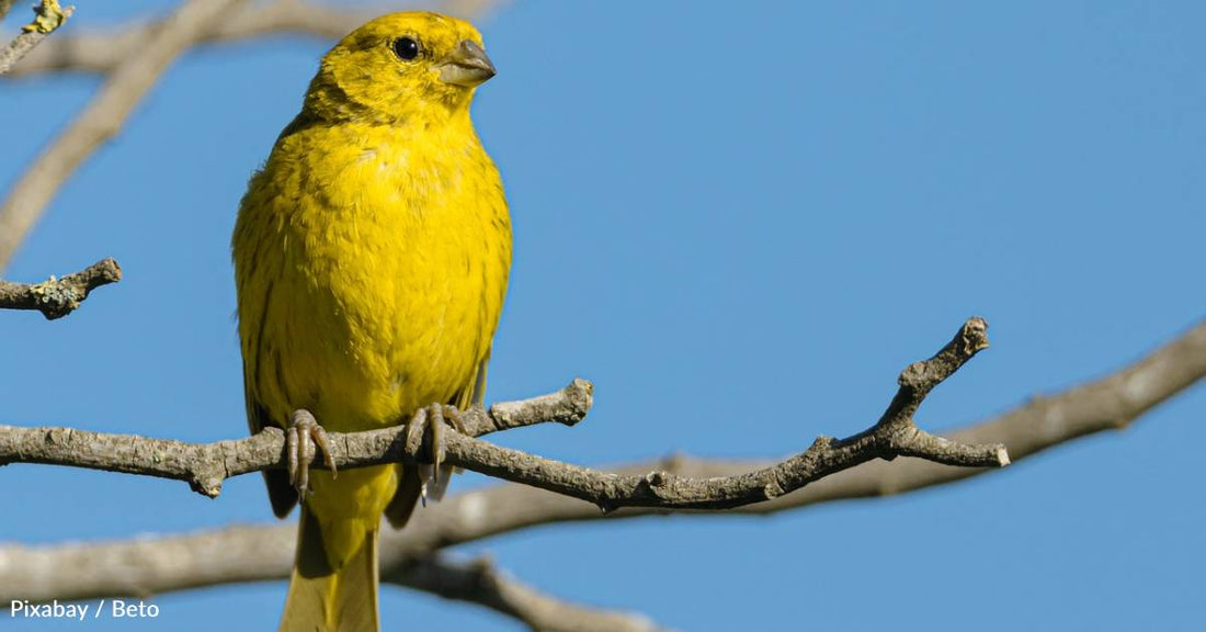 Birdwatching May Provide Mental Health Boosts, Particularly in College Students