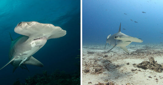 Hammerhead Shark Nursery Discovered Beneath Boaters and Jet Skis in Biscayne Bay