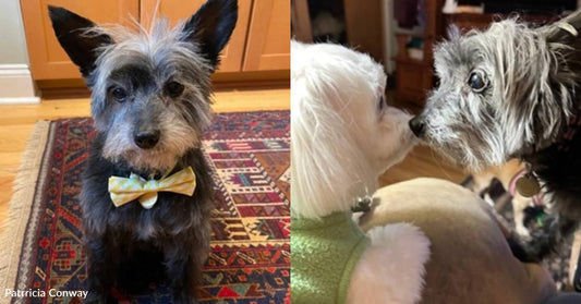 'Chief Executive' of Household Dresses for the Job with His Doggie Bowtie