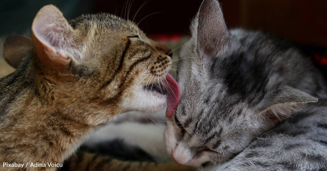 Newly Married Couple Ends Up with Two Kittens After Returning From Honeymoon