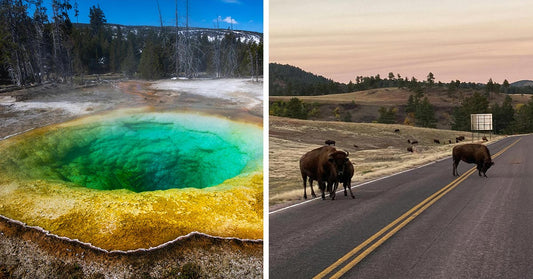 Tourists Watch in Horror as Bison Boils Alive at Yellowstone Park's Grand Prismatic Spring
