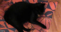 A black cat lying on a patterned orange cushion, slightly blurry due to low lighting, appearing relaxed and at rest.