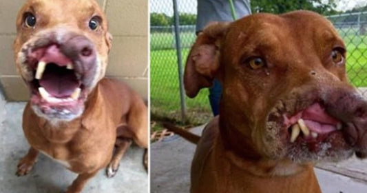 Resilient Dog Finds Loving Home After Being Abandoned for Being 'Ugly'