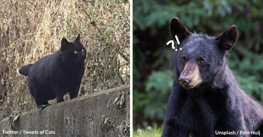 Chonky Cat Gets Mistaken For A Black Bear And People Are Identifying Their Own Cats As Bears Now