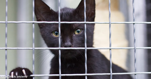 Black Cat Syndrome: Why Black Cats Are Overlooked at Shelters