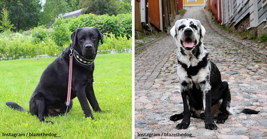 Family’s Black Labrador Surprised Everyone When A Small White Spot Appeared On His Ears