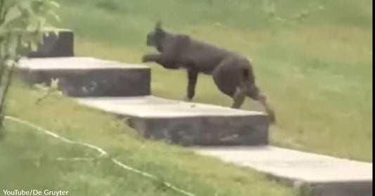 Unusual Black Lynx Seen in Canada is Believed to Be the First of Its Kind