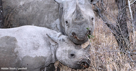 10 Steps You Can Take Today to Help Save the Critically Endangered Black Rhino