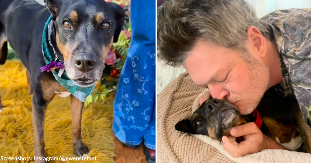 Blake Shelton and Gwen Stefani Mourning Loss of Beloved Dog Betty