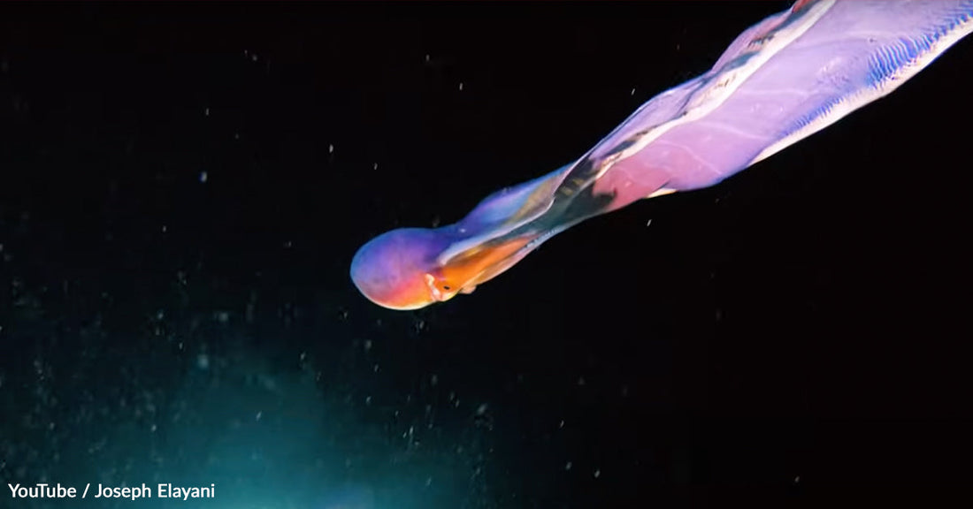 Ocean’s Most Mismatched Lovers Reveal Nature’s Strangest Survival Strategy