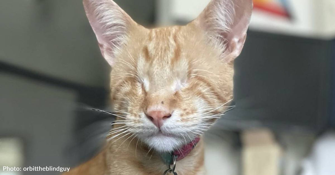 Woman Adopts Blind Ginger Cat And Finds "Soul Cat" Who Saves Her Life