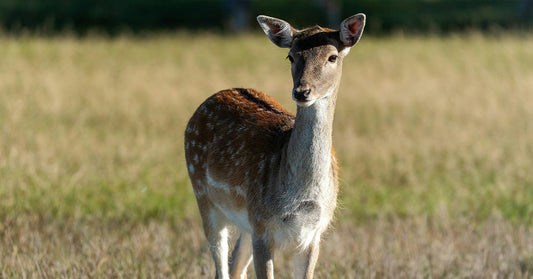 Fawn with light brown fur and faint white spots standing in an open grassy field, facing the camera under morning light.