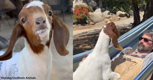 Blind Goat Lives a Comfortable Life with The Help of Her Humans at The Shore Sanctuary