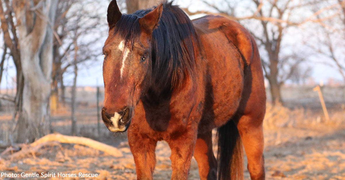 Blind Rescue Horse Quickly Declining Gets Medical Care He Needs to Survive