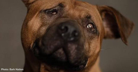 Dog Blinded Through Suspected Dogfighting Yearns For Cuddle Buddy & Loving Home