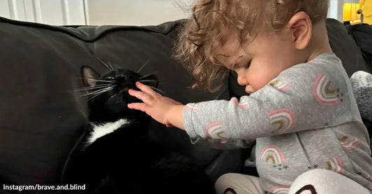 A toddler gently pets a black-and-white cat sitting on a couch, the cat tilting its head up toward the child’s hand.