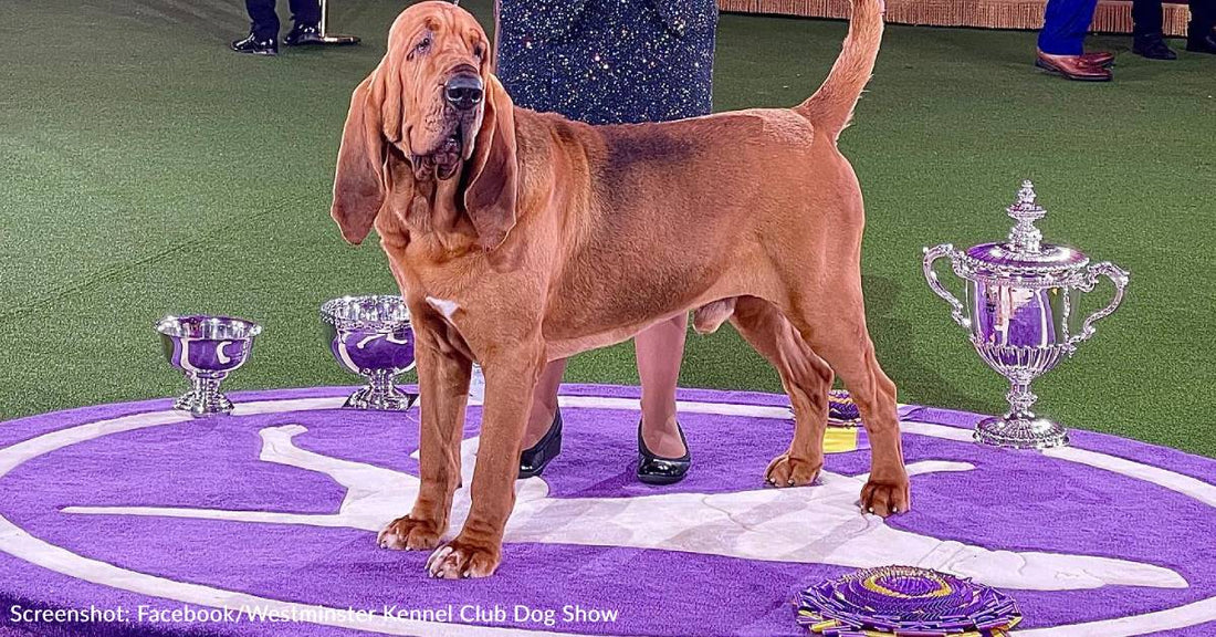 Trumpet The Bloodhound Wins "Best In Show" At Westminster Dog Show