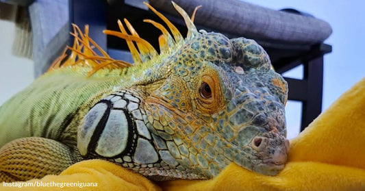 Even Though He's Feisty and Destructive, This 5-Foot Iguana Managed to Find His Perfect Family