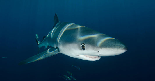 Shadeshifting Blue Sharks Rewrite Ocean Camouflage Rules