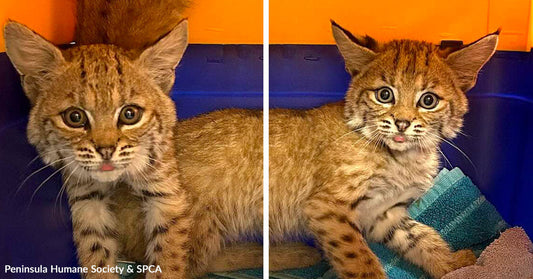 Four Orphaned Bobkittens Arrive Within Days and Suddenly Become a Family
