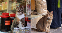 Left: Tabby-and-white bodega cat sits on a shop counter beside jars and bottles, looking alert. Right: Brown tabby cat wearing a collar sits on a sidewalk outside a storefront, looking to the side.
