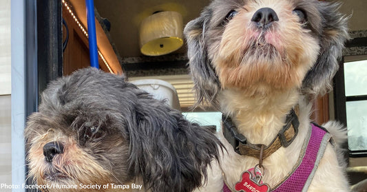 Bonded Senior Dogs Who Lost Everything After Hurricane Milton Find New Home