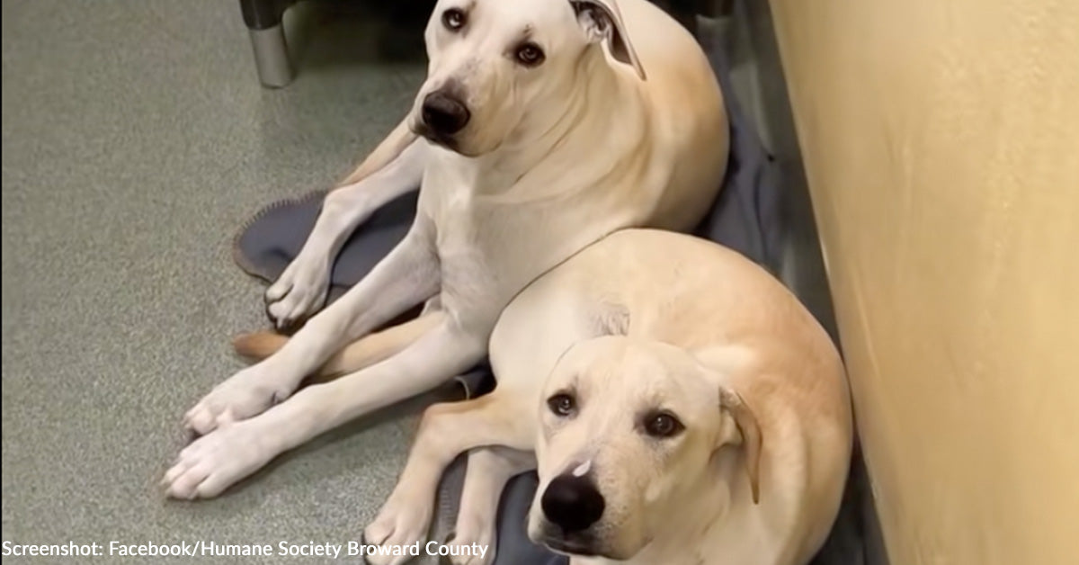 Household Drives 10 Hours to Undertake Bonded Shelter Canine