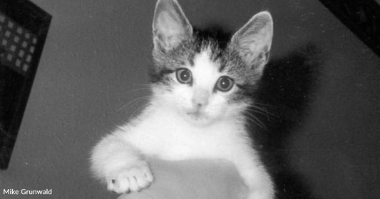 Cat Has 'More Personality Than He Knows What to Do With'