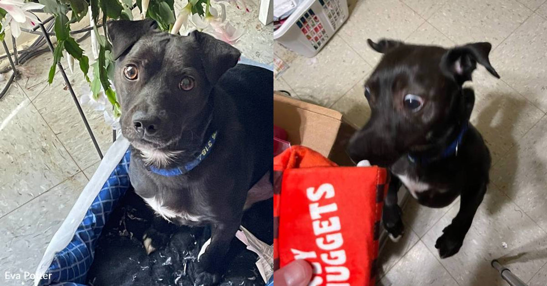 After Rescuing Two Frozen Puppies and Losing One, Woman Works Hard to Save the Other