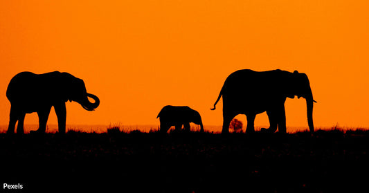 From the Savannah to the City Botswana’s 20,000 Elephant Offer Shocks Germany