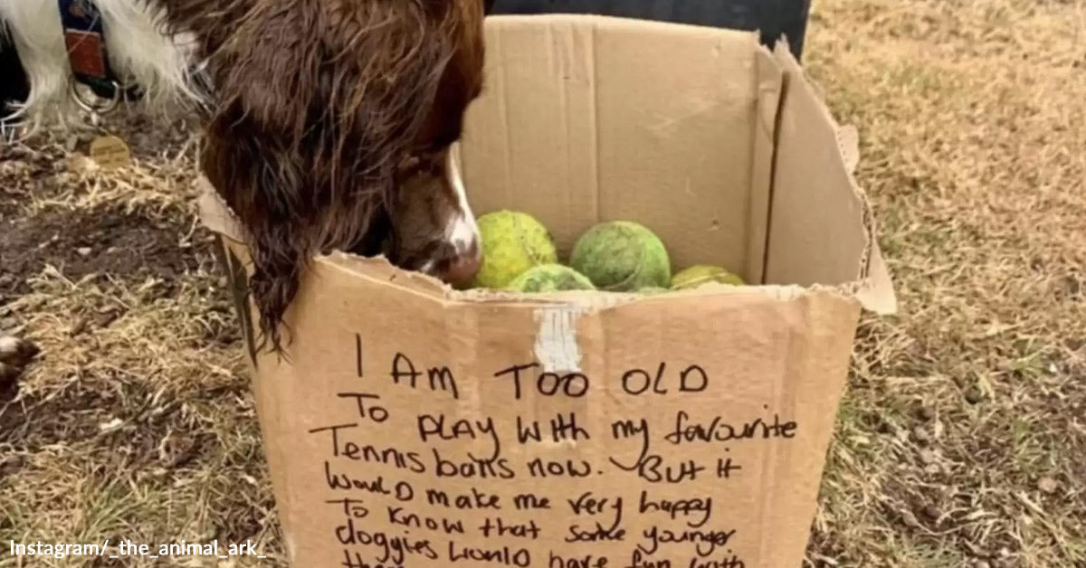 Senior Canine Offers Up His Beloved Tennis Balls To Make Different Pups Completely happy