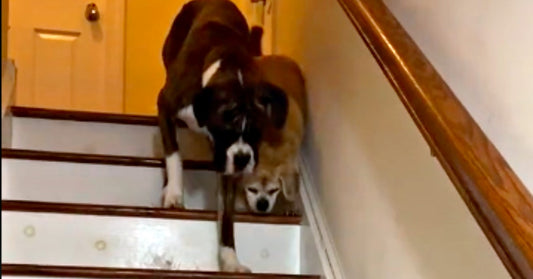 Kindhearted Boxer Dog Helps Blind Friend Down A Flight Of Stairs In Viral Video