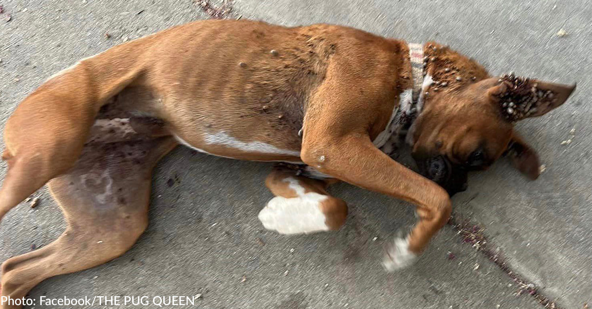 Boxer Puppy Covered With Ticks Collapses In Stranger's Driveway Lookin ...