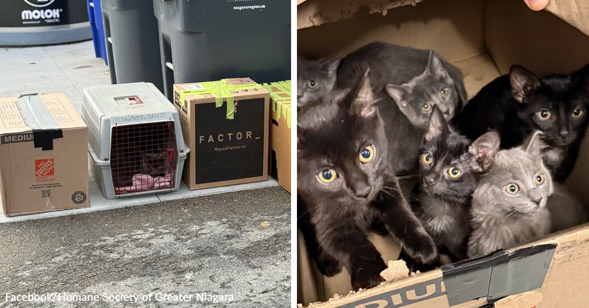 Cat Rescue Box Rescue Workers Find 14 Abandoned Cats Found Trapped Inside Taped Boxes ...