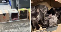Split image showing pet carriers and taped boxes lined up on a driveway on the left and a box crowded with black and gray kittens on the right.