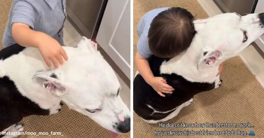 A child gently pets and hugs a large black-and-white dog indoors, offering comfort during a moment of distress.