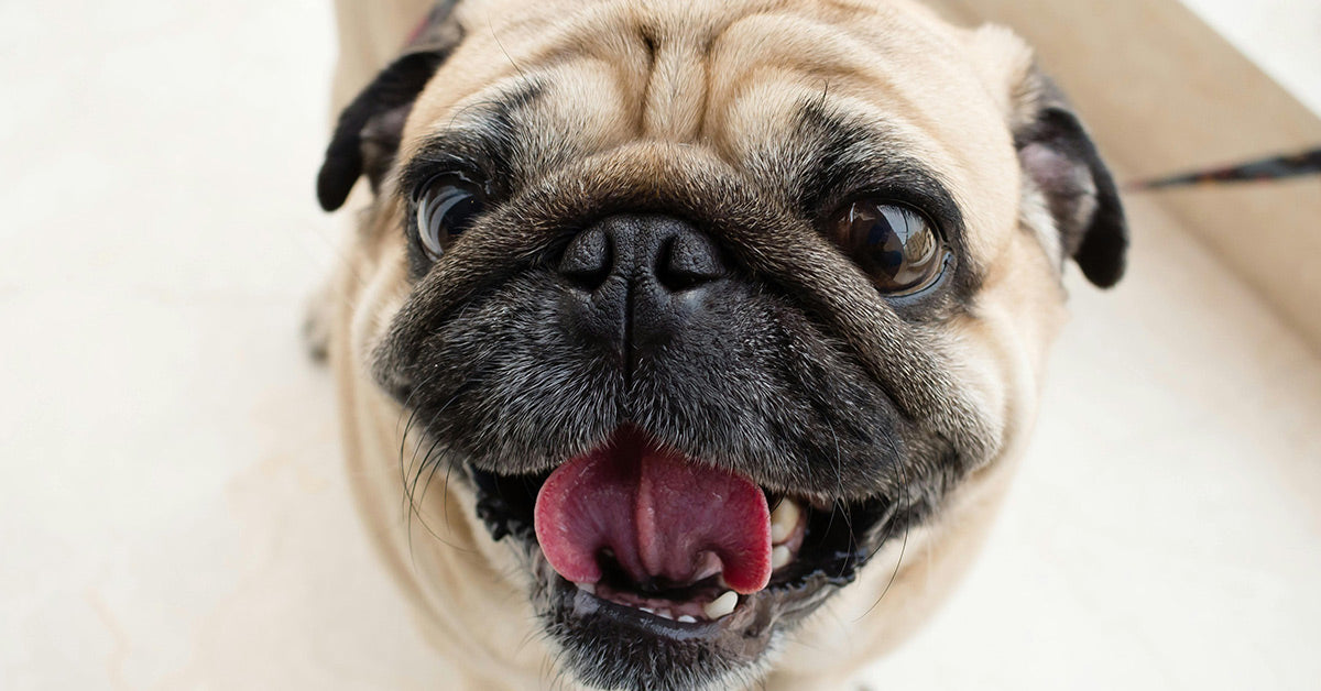 Excessive Options Entice Brachycephalic Canine in Fixed Ache and Danger