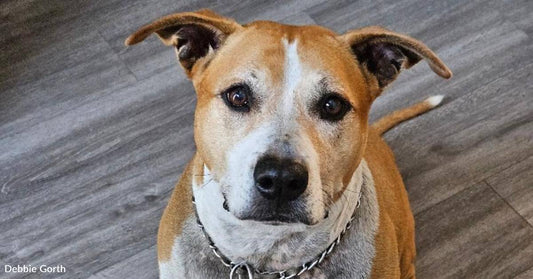 Puppy Returned for Being Too Playful Finds Forever Home