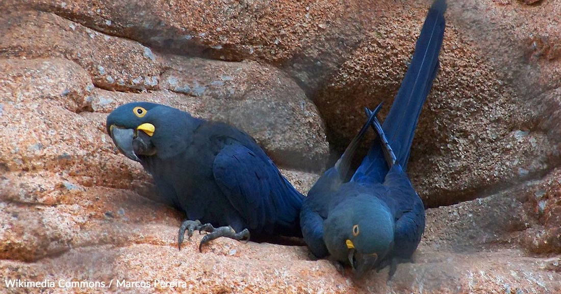 Brazil's Green Energy Ambitions Clash with Endangered Macaw Habitat