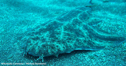 Endangered Sharks Found Children's School Lunches In Brazil