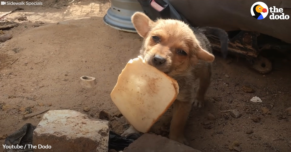 Abandoned Puppy Happily Shares His Slice Of Bread With Rescuers | The Animal Rescue Site