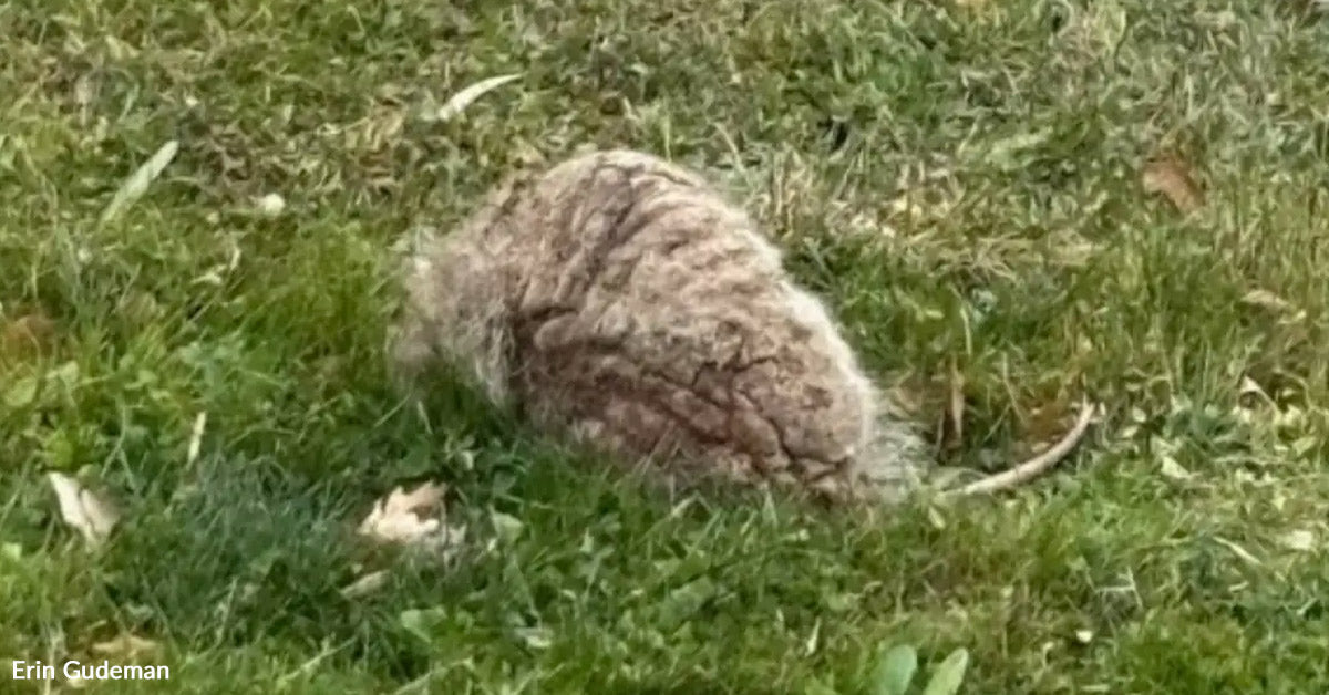 Household Realizes the Respiratory Rock in Their Yard Is a Dying Raccoon Household Realizes the Respiratory Rock in Their Yard Is a Dying Raccoon