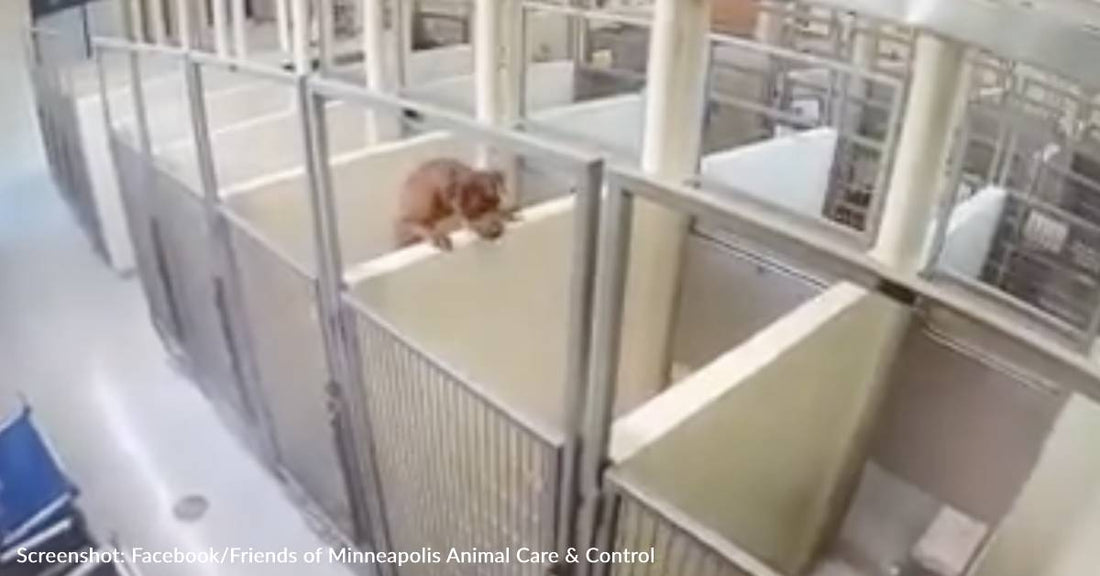 Shelter Dog Jumps Over Kennel Wall To Be With Her Best Friend