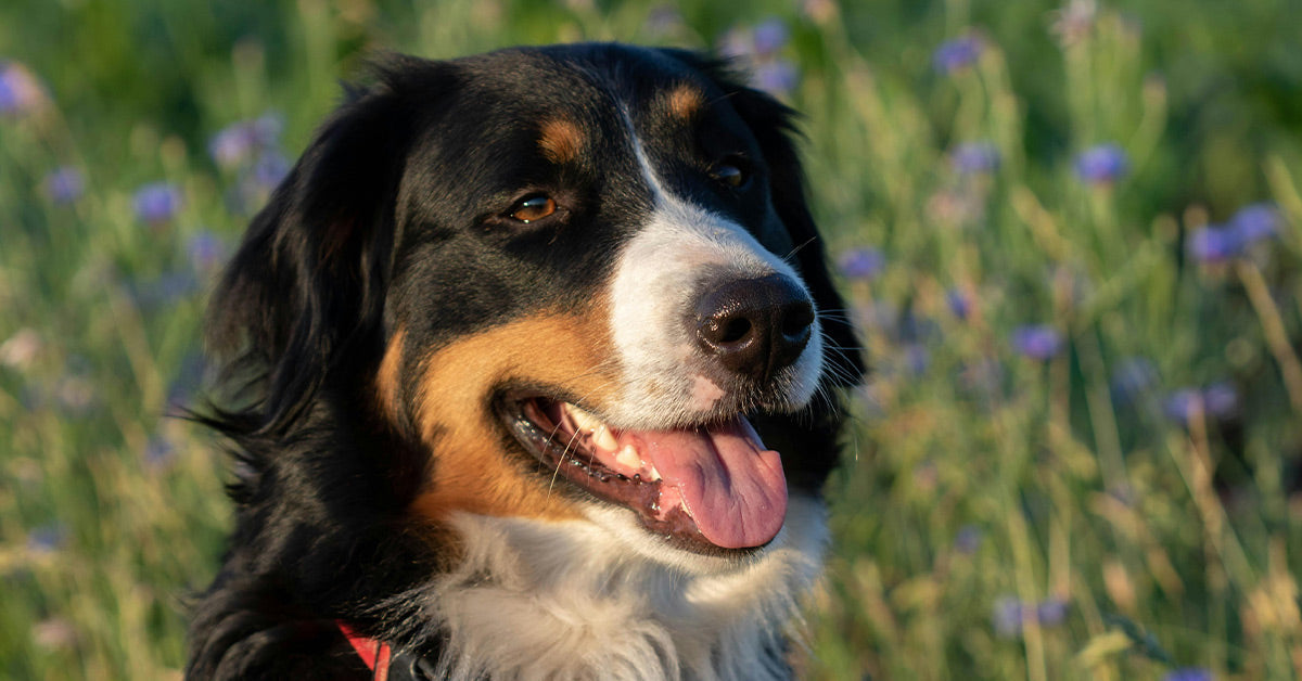 Bernese Mountain Canine Love at Stoplight Warms Hearts Worldwide Bernese Mountain Canine Love at Stoplight Warms Hearts Worldwide