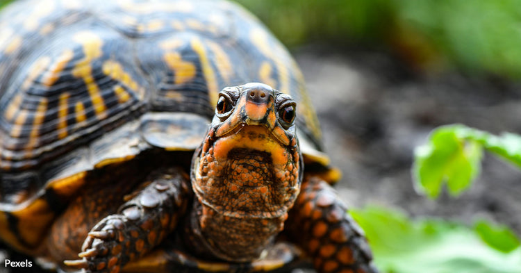 Turtles in Turmoil — California Pub Faces Fiery Backlash Over Racing ...