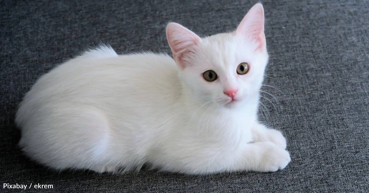 Kitten Helps New Owner Recover From a Traumatic Brain Injury | The ...