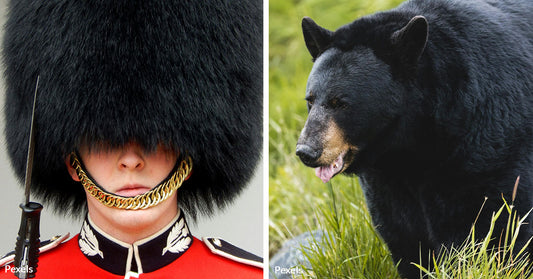 Skyrocketing Costs and Animal Cruelty Claims Mire British Army's Bearskin Caps