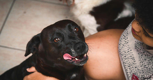 Judge Declares Dogs Are Immediate Family in Landmark Ruling